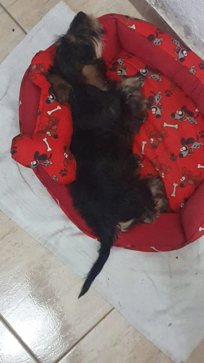 Cachorro ra a Srd idade 2 a 6 meses nome Rexx