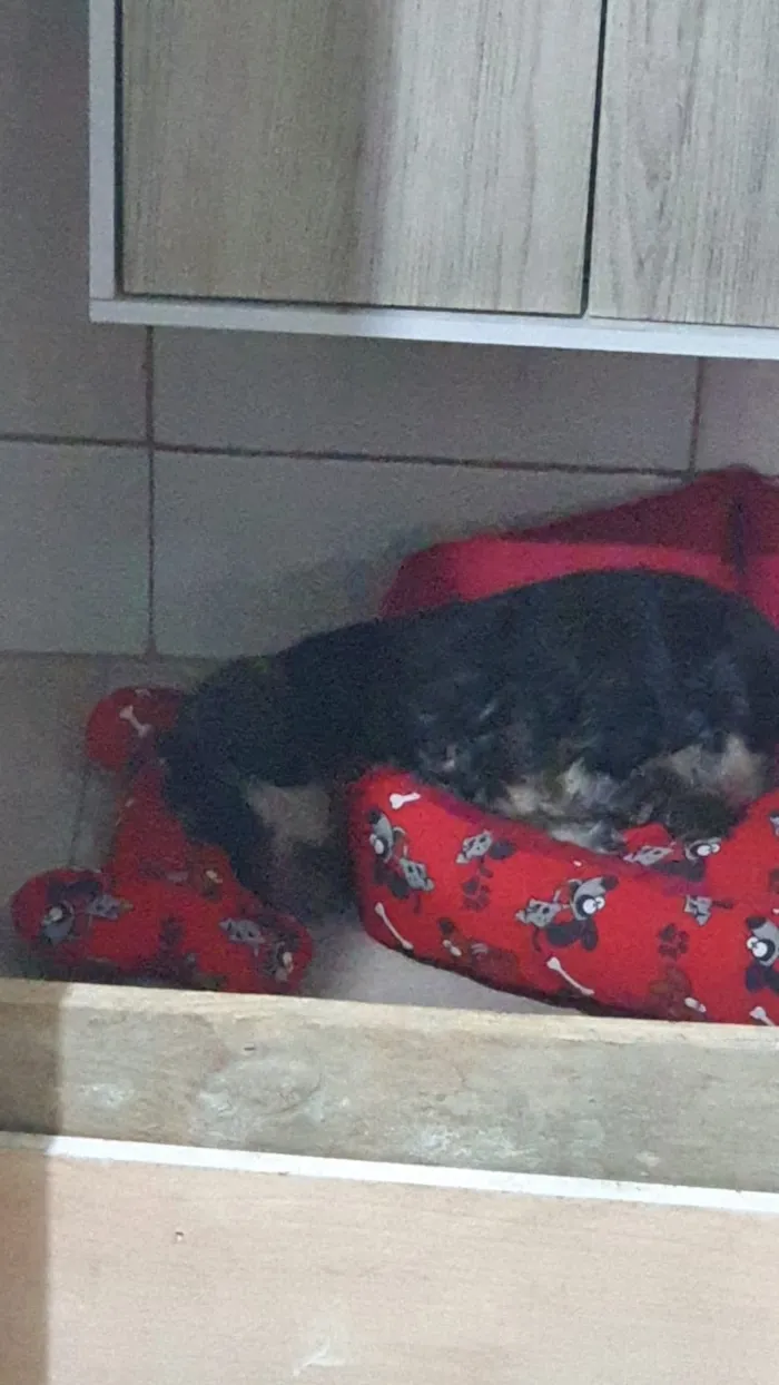 Cachorro ra a Srd idade 2 a 6 meses nome Rexx