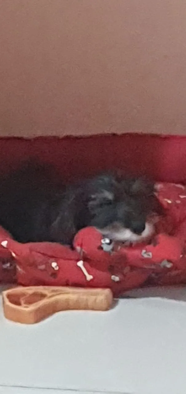 Cachorro ra a Srd idade 2 a 6 meses nome Rexx