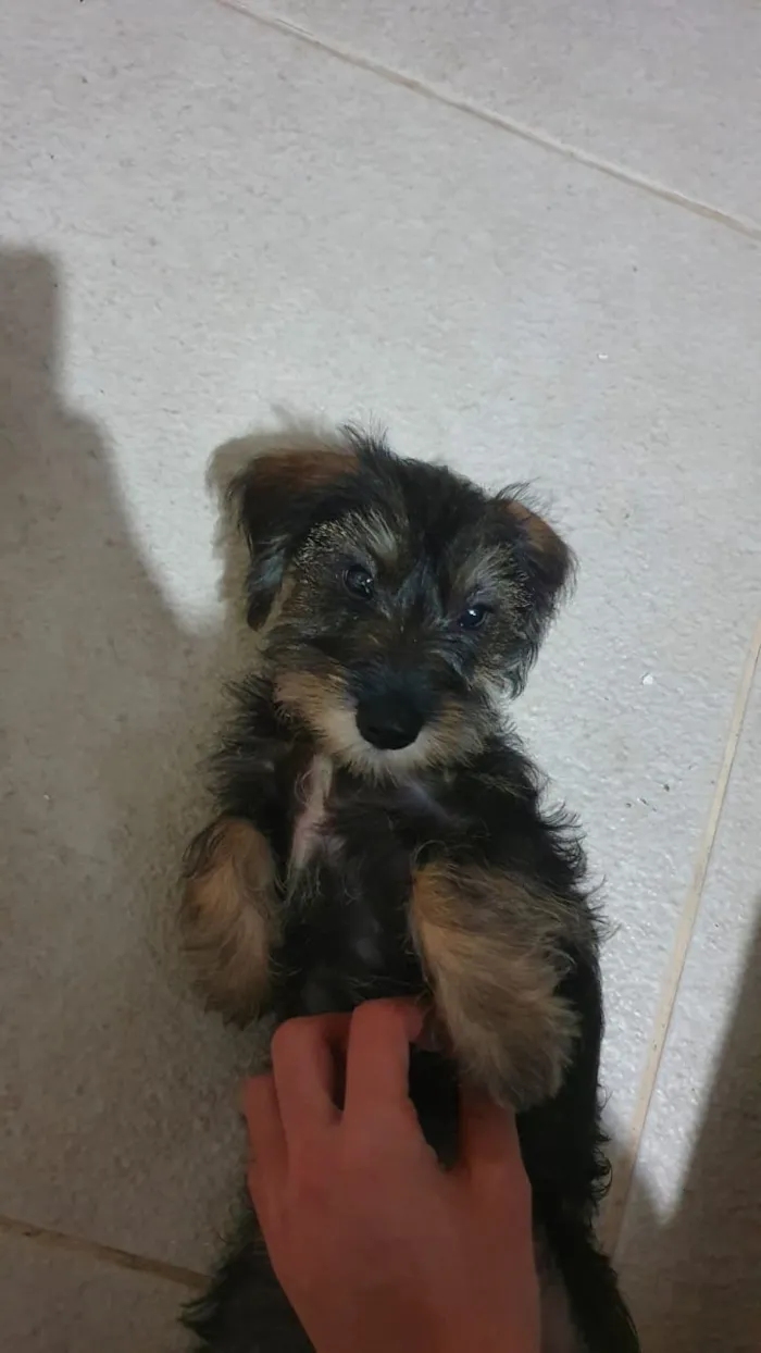 Cachorro ra a Srd idade 2 a 6 meses nome Rexx