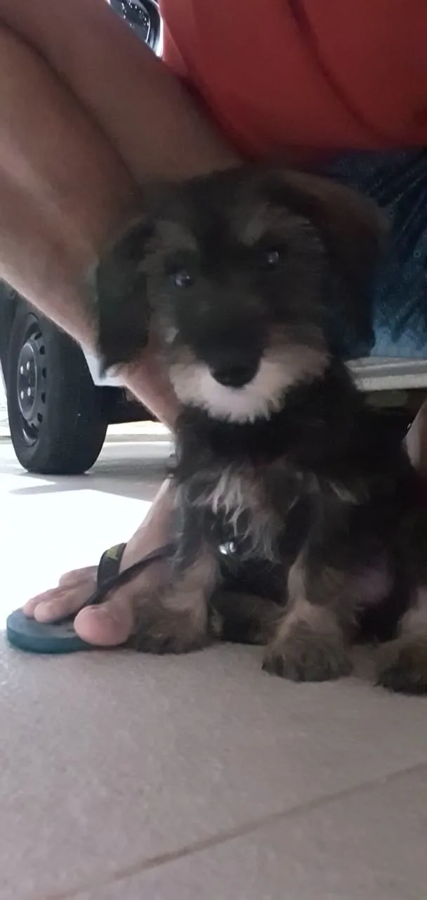 Cachorro ra a Srd idade 2 a 6 meses nome Rexx