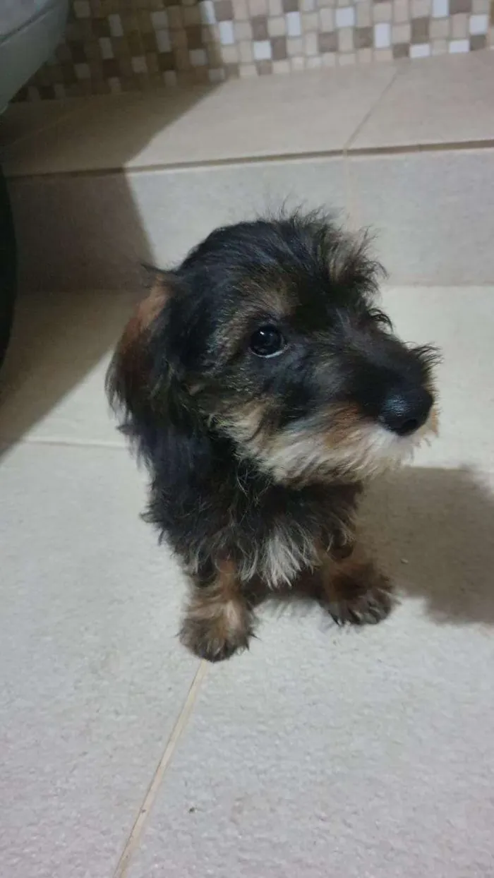 Cachorro ra a Srd idade 2 a 6 meses nome Rexx