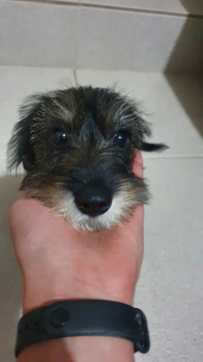 Cachorro ra a Srd idade 2 a 6 meses nome Rexx