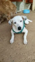 Carminha