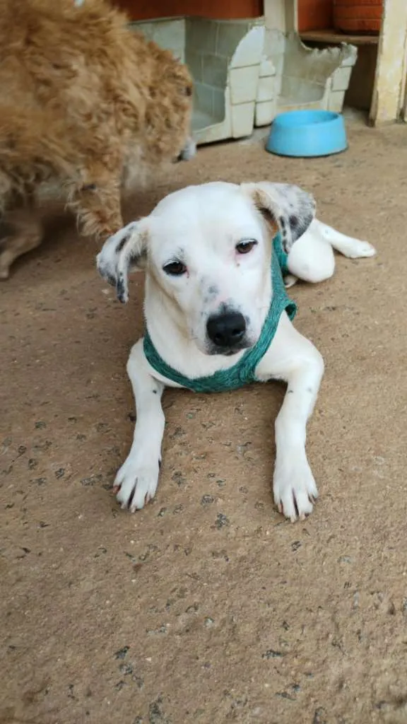 Cachorro ra a SRD-ViraLata idade 2 anos nome Carminha