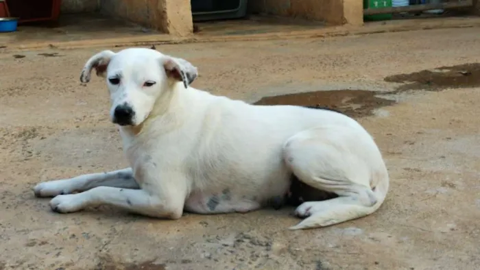 Cachorro ra a SRD-ViraLata idade 2 anos nome Carminha