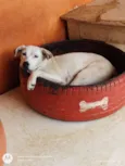 Carminha