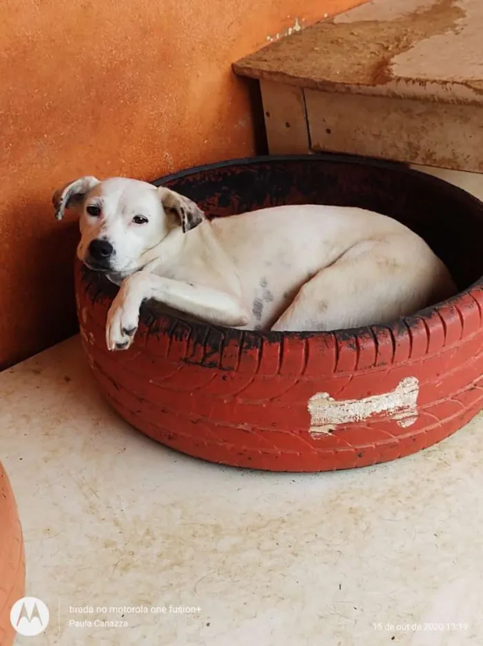 Cachorro ra a SRD-ViraLata idade 2 anos nome Carminha