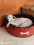 Carminha
