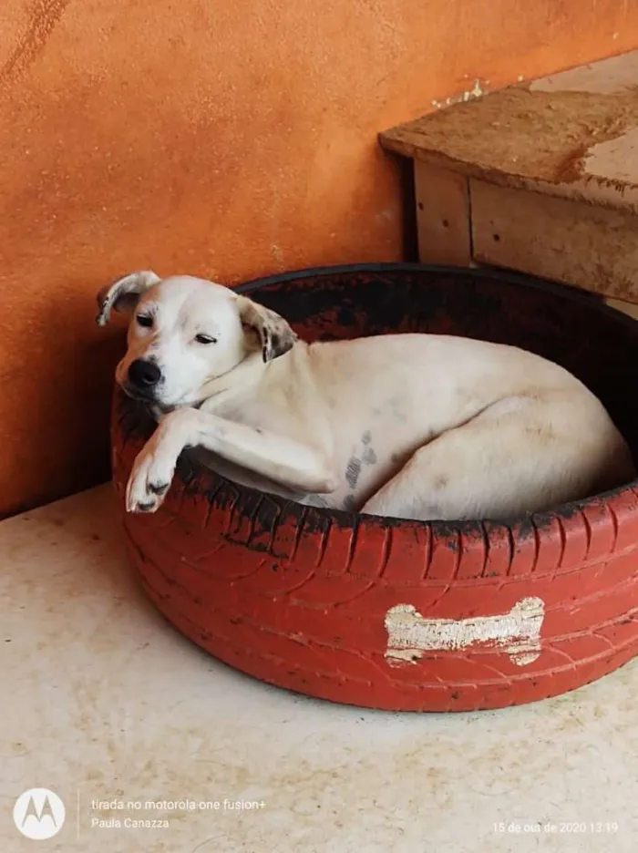 Cachorro ra a SRD-ViraLata idade 2 anos nome Carminha