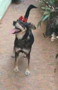Miúcha
