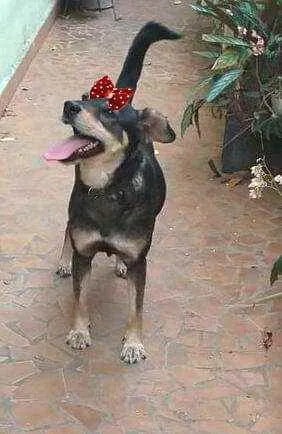 Cachorro ra a  idade 2 anos nome Miúcha