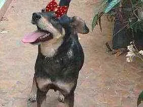 Cachorro raça  idade 2 anos nome Miúcha 