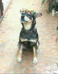 Miúcha