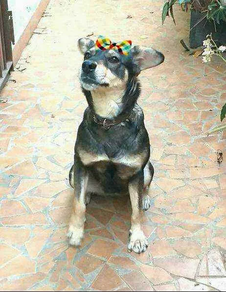 Cachorro ra a  idade 2 anos nome Miúcha