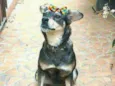 Miúcha