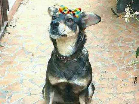 Cachorro ra a  idade 2 anos nome Miúcha