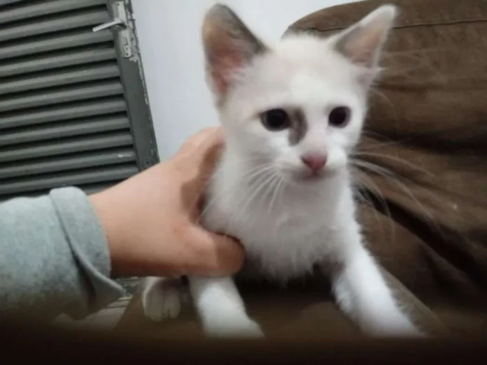 Gato ra a Siamesa e Indefinida idade 2 a 6 meses nome Cabeça e Menina