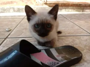 Gato raça Siamesa e Indefinida idade 2 a 6 meses nome Cabeça e Menina