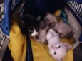 Cabeça e Menina