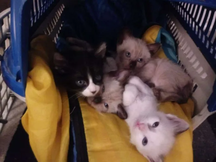 Gato ra a Siamesa e Indefinida idade 2 a 6 meses nome Cabeça e Menina