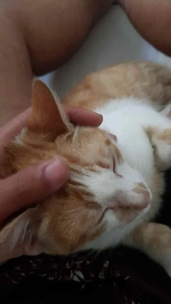 Gato ra a  idade 2 a 6 meses nome Não sei 