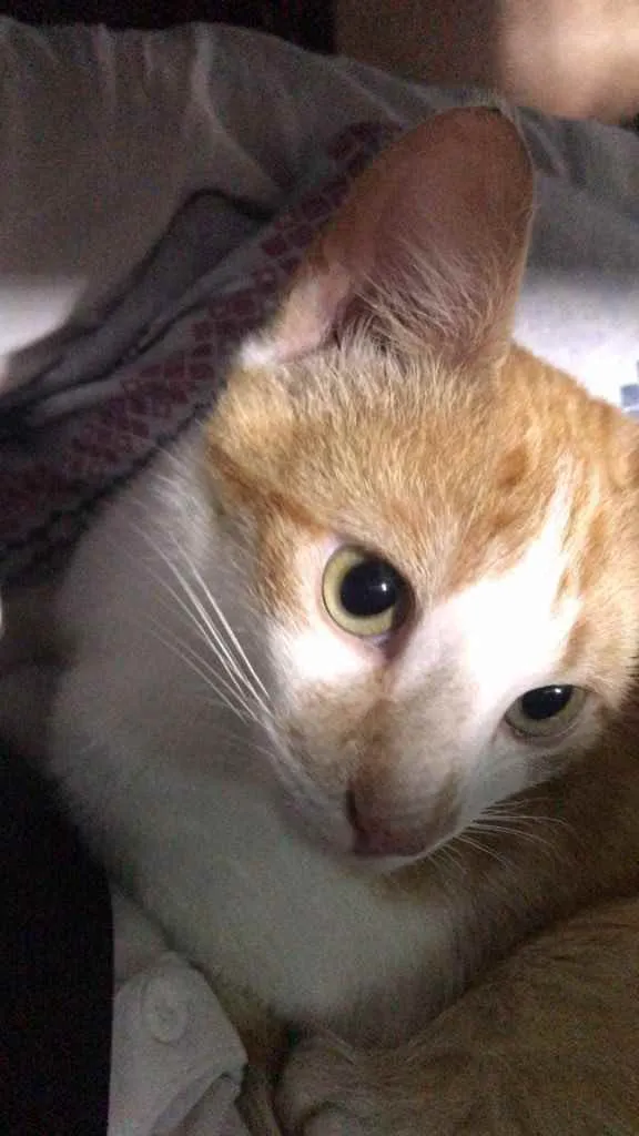 Gato ra a  idade 2 a 6 meses nome Não sei 