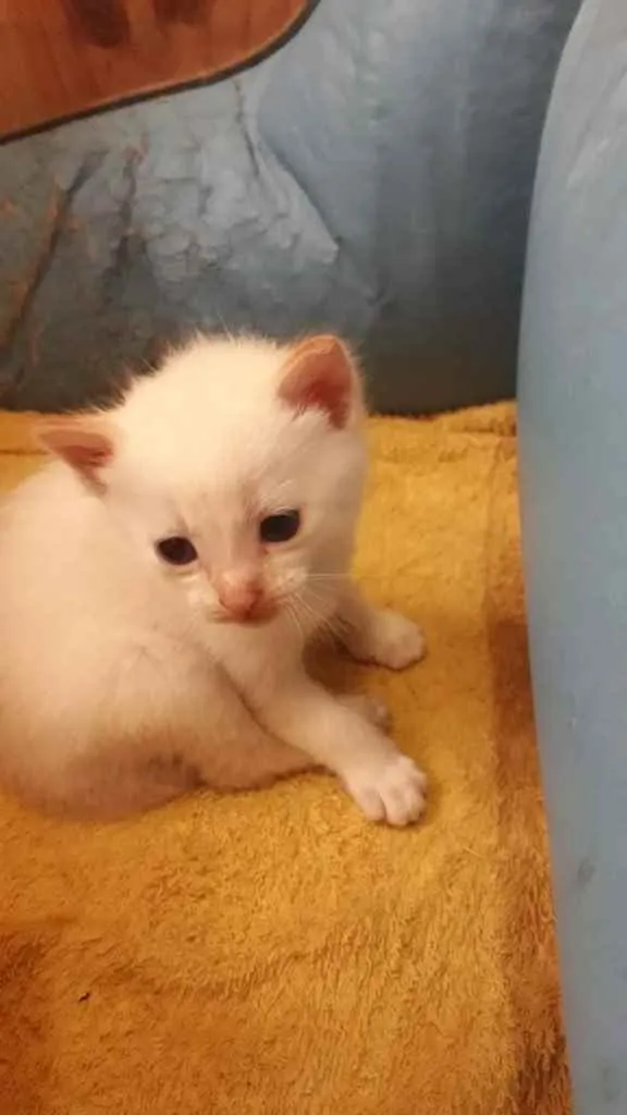 Gato ra a  idade 2 a 6 meses nome Não sei 