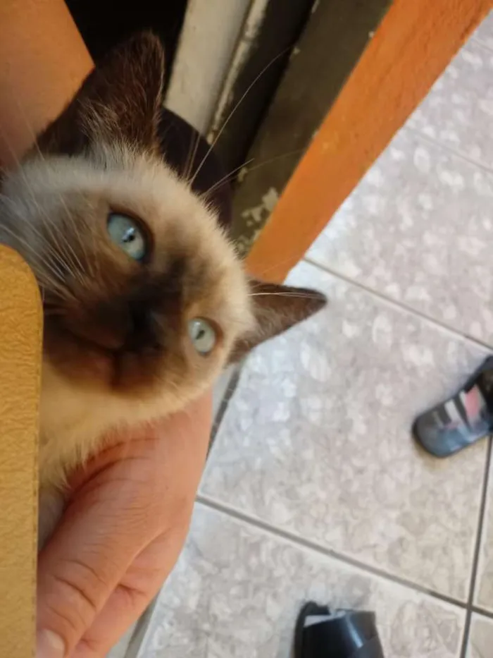 Gato ra a Siamesa e Indefinida idade 2 a 6 meses nome Cabeça e Menina