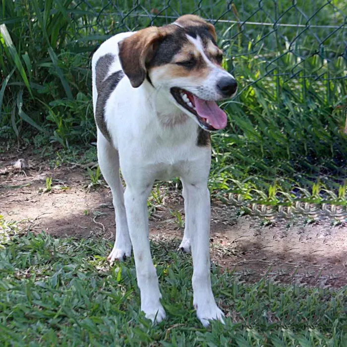 Cachorro ra a  idade 1 ano nome Paçoca 