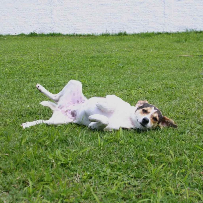 Cachorro ra a  idade 1 ano nome Paçoca 