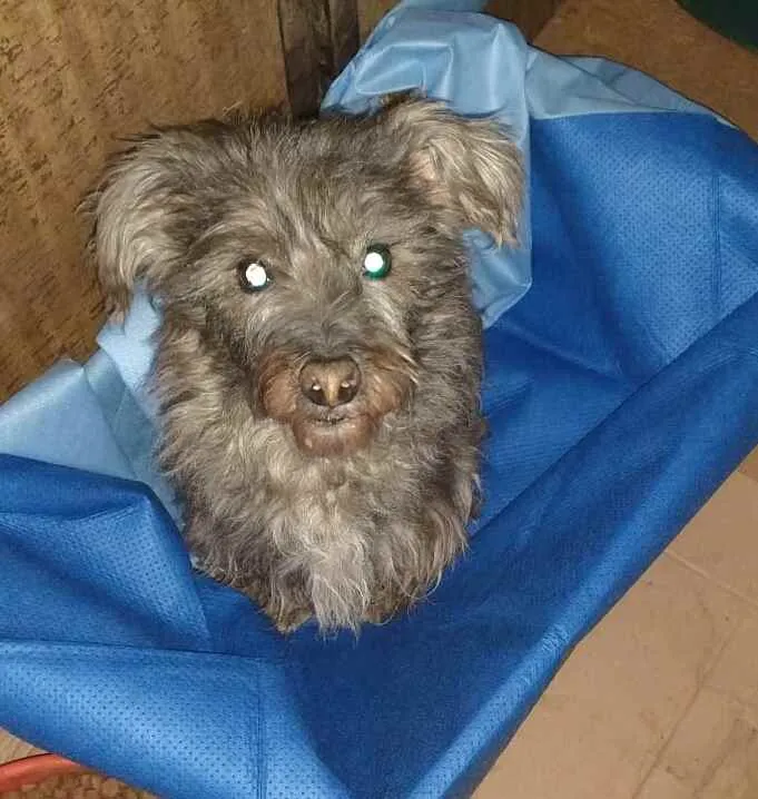 Cachorro ra a  idade 3 anos nome Pérola