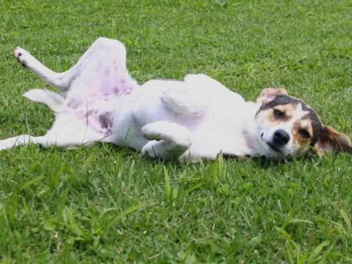 Cachorro ra a  idade 1 ano nome Paçoca 