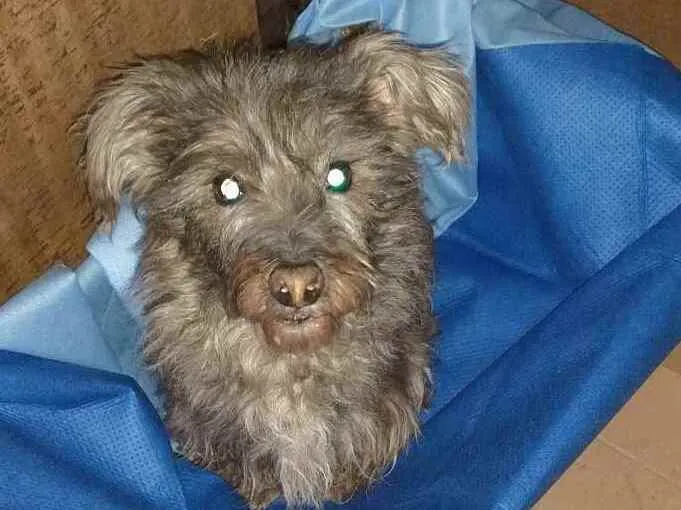 Cachorro ra a  idade 3 anos nome Pérola