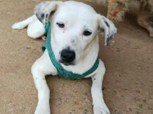 Cachorro raça SRD-ViraLata idade 2 anos nome Carminha