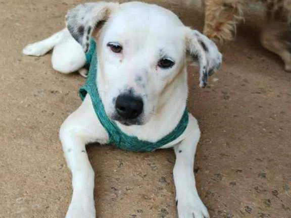 Cachorro ra a SRD-ViraLata idade 2 anos nome Carminha