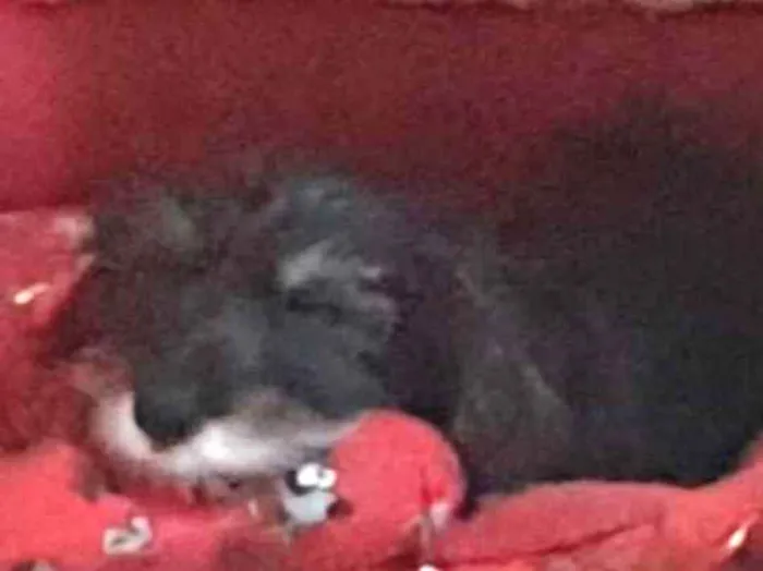 Cachorro ra a Srd idade 2 a 6 meses nome Rexx