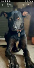 Bob