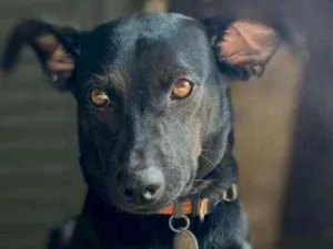 Cachorro raça  idade 1 ano nome Bob