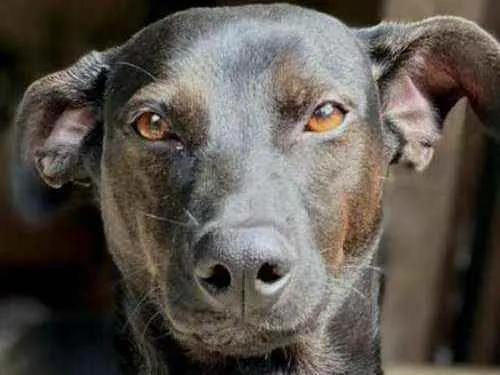 Cachorro ra a  idade 1 ano nome Bob