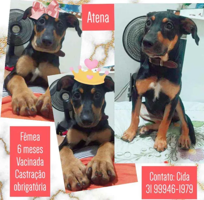 Cachorro raça Srd idade 2 a 6 meses nome Atena