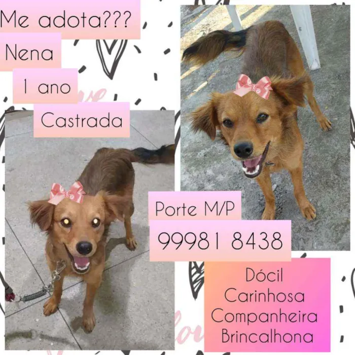 Cachorro raça SRD idade 1 ano nome Nena