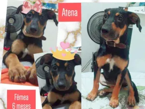 Cachorro raça Srd idade 2 a 6 meses nome Atena