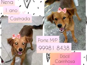 Cachorro raça SRD idade 1 ano nome Nena