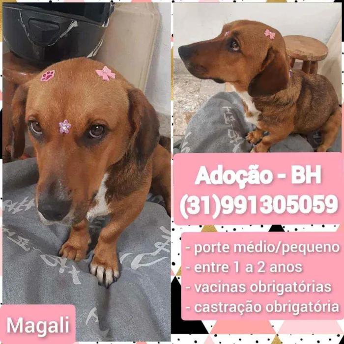Cachorro raça SRD idade 1 ano nome Magali 