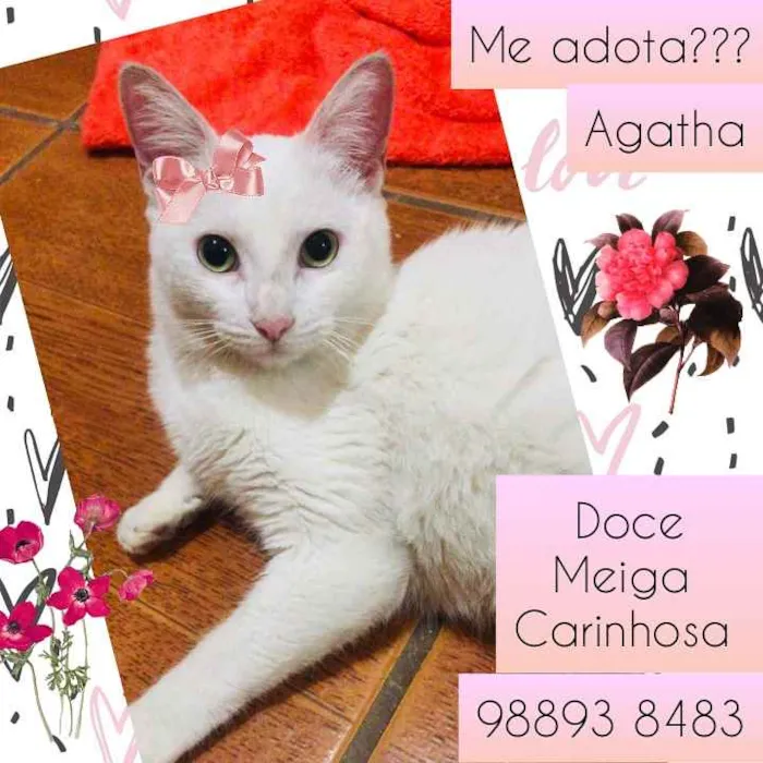 Gato raça SRD idade 7 a 11 meses nome Agatha 