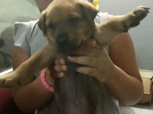 Cachorro raça Srd idade Abaixo de 2 meses nome Sem nome