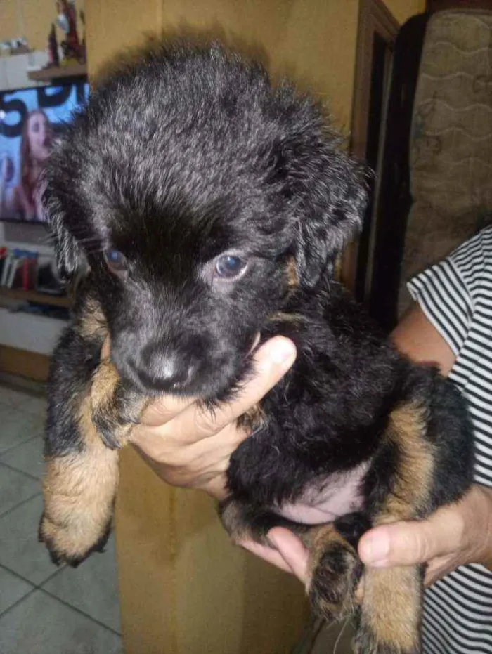 Cachorro raça Srd idade Abaixo de 2 meses nome Sem nome