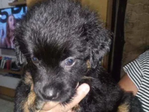Cachorro raça Srd idade Abaixo de 2 meses nome Sem nome