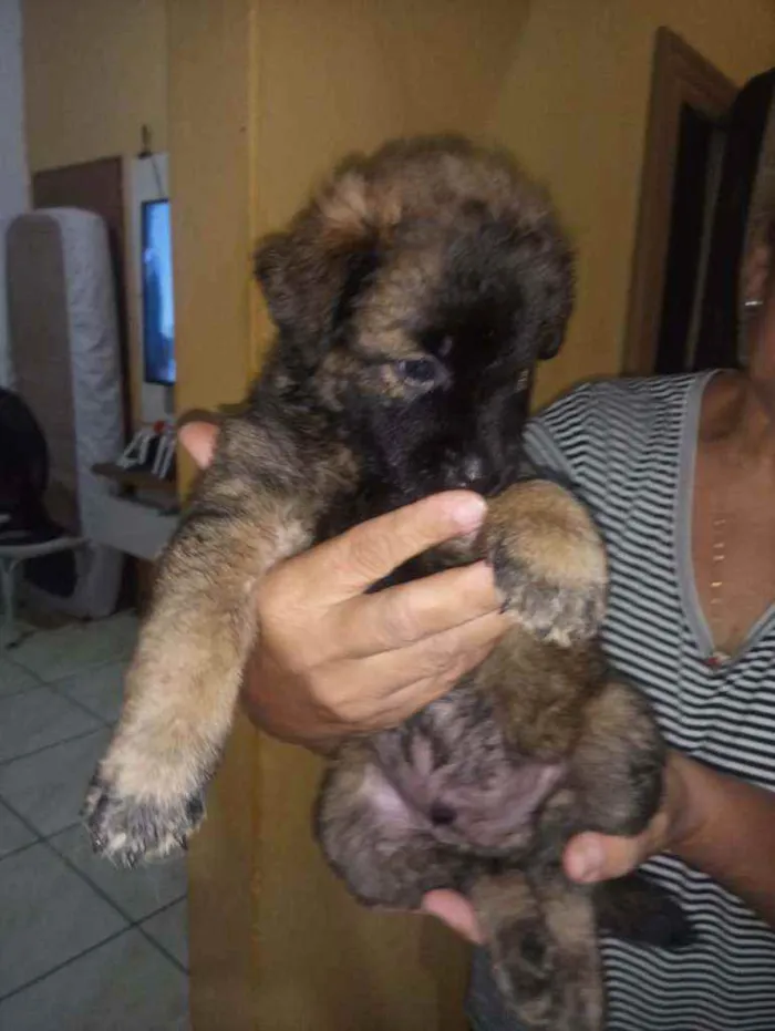 Cachorro raça Srd idade Abaixo de 2 meses nome Sem nome